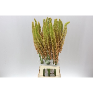 Eremurus Emmy-ro