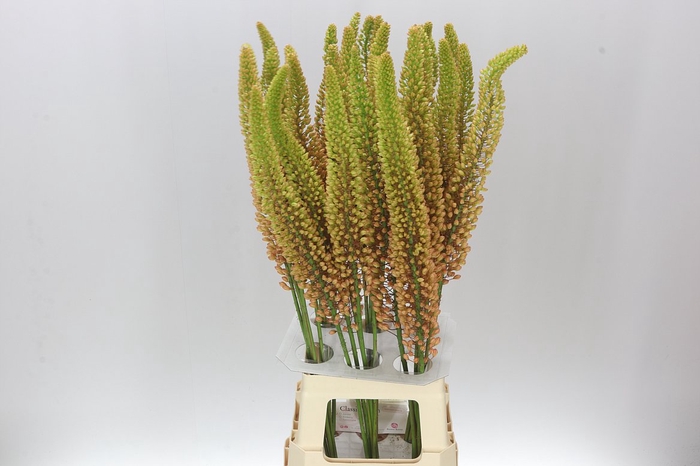 <h4>Eremurus Emmy-ro</h4>
