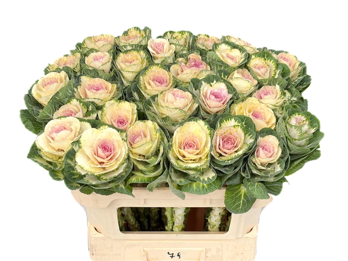 <h4>BRASS WHITE CRANE</h4>