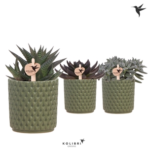 Kolibri Greens Succulenten mix in Diamond pot green