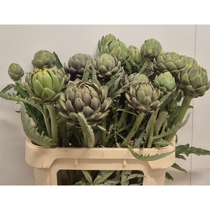Cynara Sc Green Globe