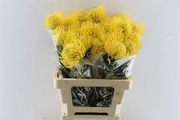 <h4>LEUCO CO HIGH GOLD</h4>