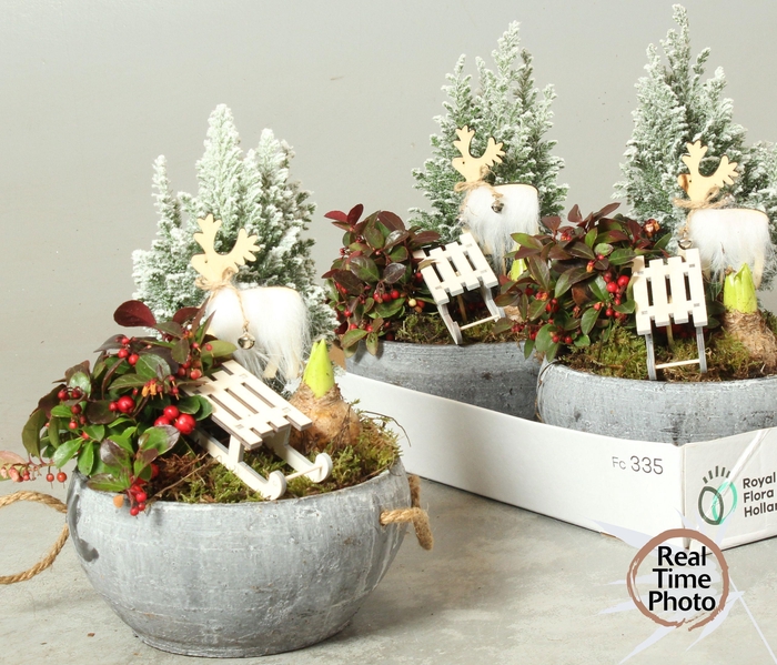 <h4>ARR TUINPLANTEN H%</h4>