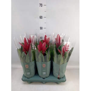 Vriesea  'Intenso Red'