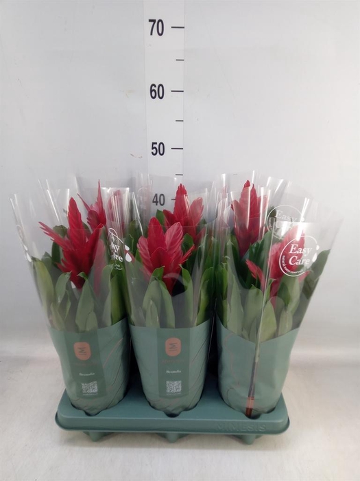 <h4>Vriesea 'Intenso Red'</h4>