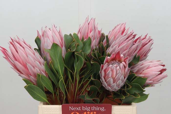 <h4>Protea Cynaroides</h4>