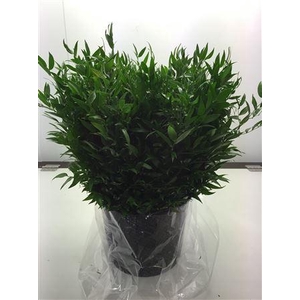 Ruscus aculeatus   ...klein blad