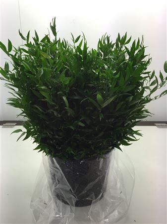 <h4>Ruscus aculeatus   ...klein blad</h4>