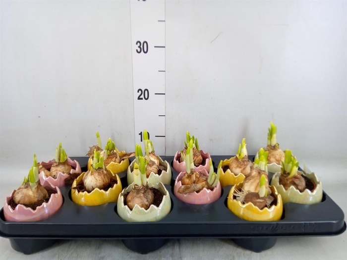 <h4>Arr. Narcissus</h4>