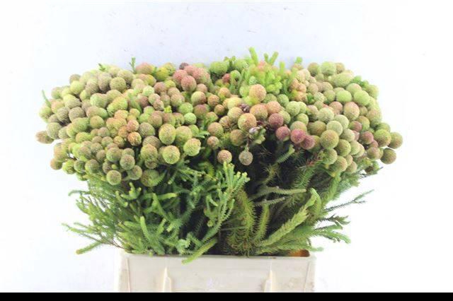 <h4>BERZ GALPINII</h4>