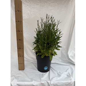 VERBE BONARIENSIS