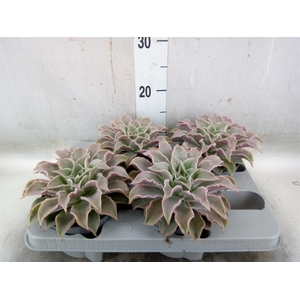 Echeveria   ...