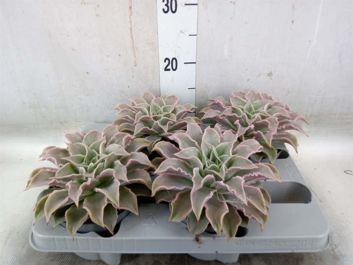 <h4>Echeveria   ...</h4>