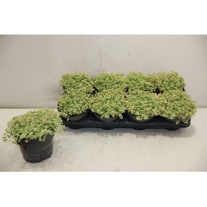 Sedum Ov