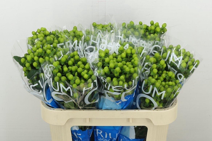 <h4>Hyp Coco Bamboo</h4>