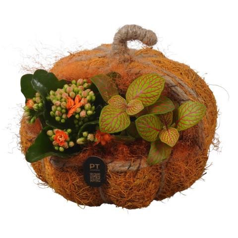 <h4>PTHI3323 Arrangement Autumn Indoor in rieten mand in pompoen vorm</h4>