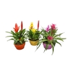 Bromelia compositie H% keramiek Coupe Exotic Classic Ø20