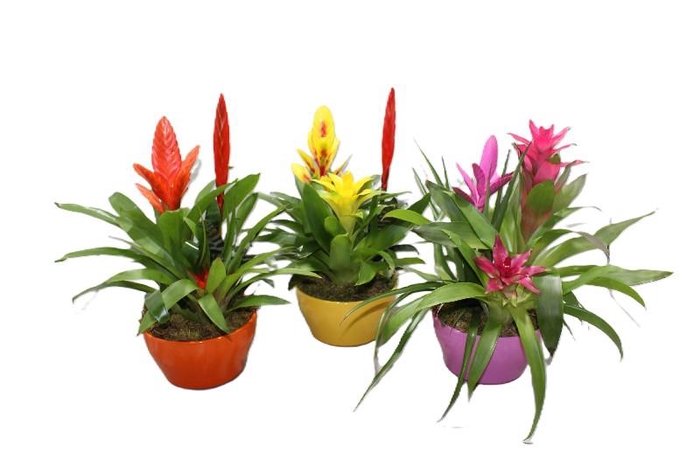 Bromelia compositie H% keramiek Coupe Exotic Classic Ø20