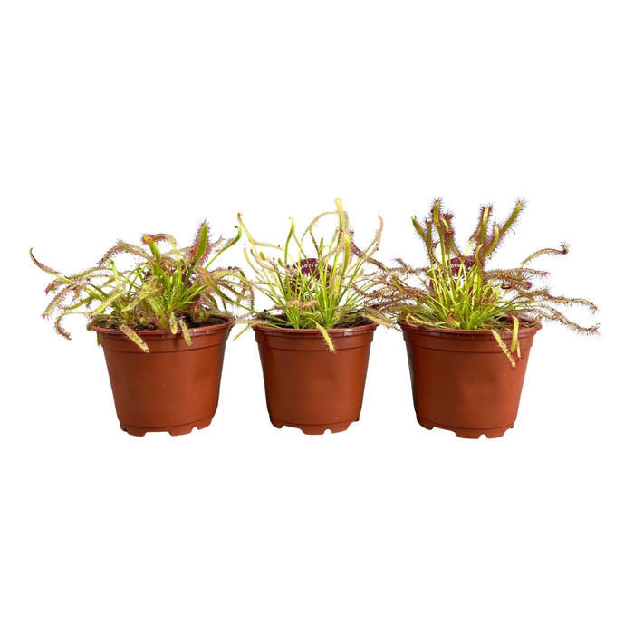 <h4>DROSERA</h4>
