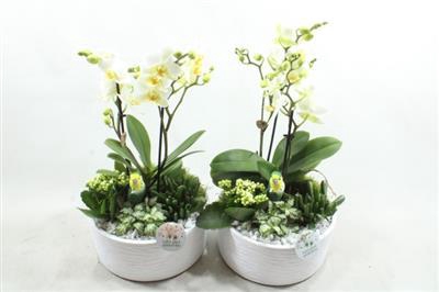 <h4>Ph004 Stella White</h4>