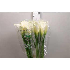 Zant Ae Colombe Paix