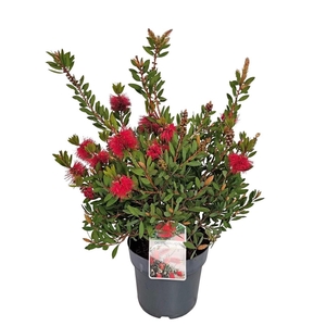 CALLISTEMON CITRINUS