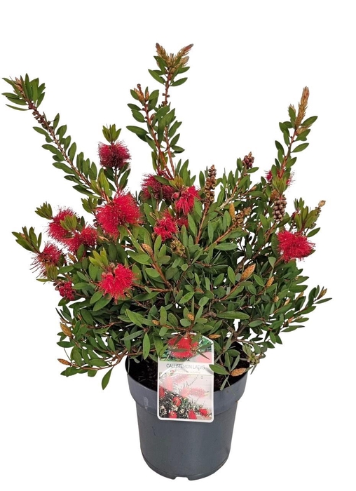 <h4>CALLISTEMON CITRINUS</h4>