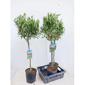 OLEA EUROPAEA
