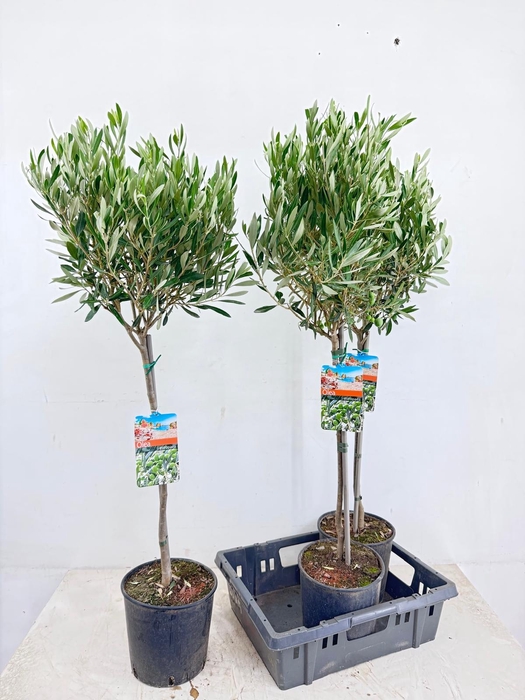 <h4>OLEA EUROPAEA</h4>