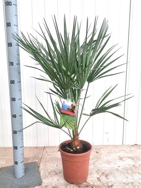 <h4>CHAM HUMILIS P21 100CM</h4>