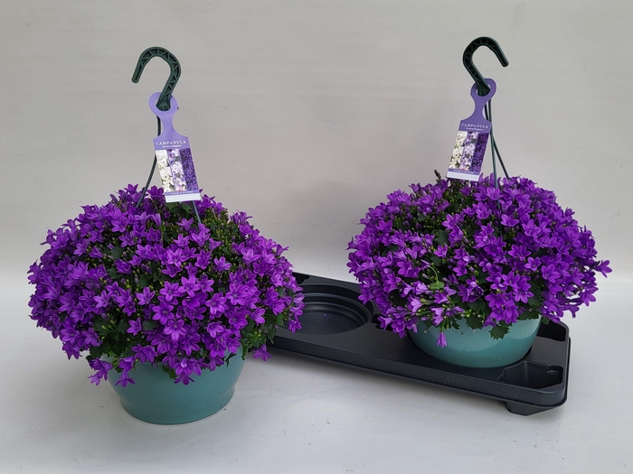 Camp Portenschlagian