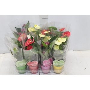 ANTHURIUM VARIADO P09