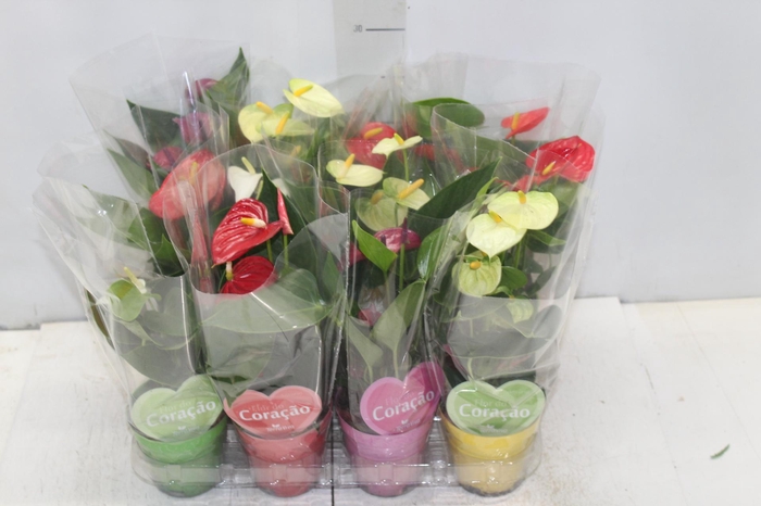 <h4>ANTHURIUM VARIADO P09</h4>