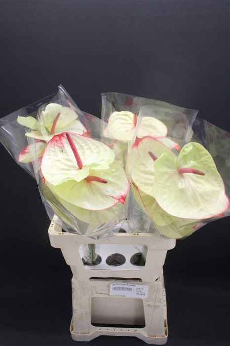 <h4>Anthurium Kaseko</h4>