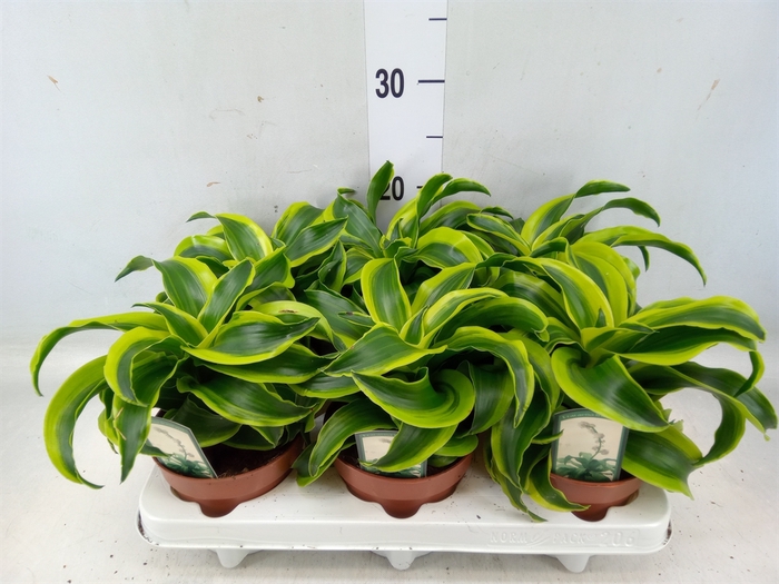 <h4>Dracaena frag. 'Tornado'</h4>