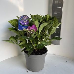 Hydrangea macrophylla overig
