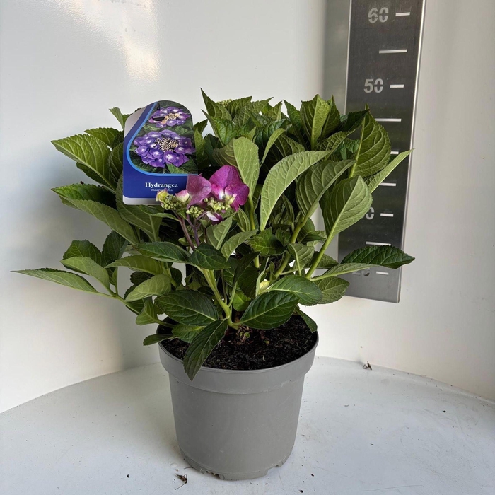 <h4>Hydrangea macrophylla overig</h4>