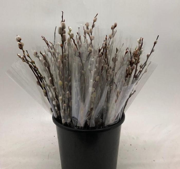 <h4>Mono Salix wilgen katjes x10</h4>