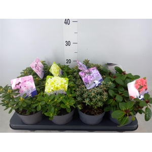 Rhododendron ...dwarf Shapes mix
