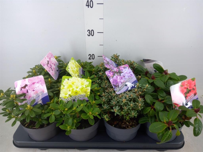 <h4>Rhododendron   ...dwarf shapes</h4>