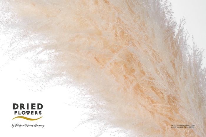 Dried Bleached Cortaderia Dadang