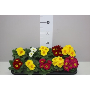 Primula Acaulis Gemengd