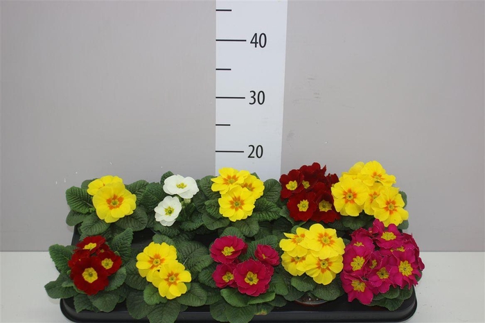 <h4>Primula Acaulis Gemengd</h4>