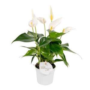 Anthurium 9 cm Lilli White