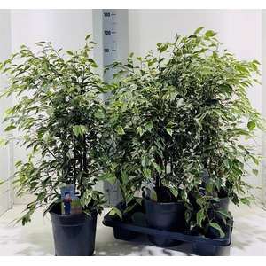 Ficus benjamina Profit 21Ø 90cm 6pp
