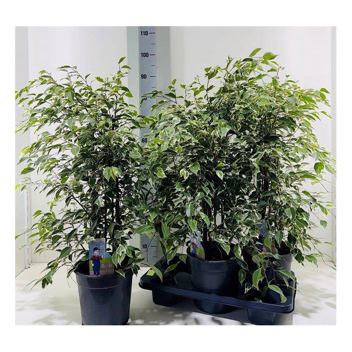 <h4>Ficus benjamina Profit 21Ø 90cm 6pp</h4>