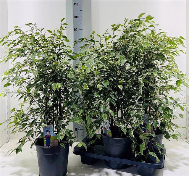 Ficus benjamina Profit 21Ø 90cm 6pp