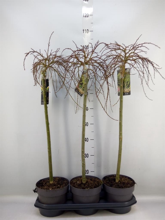 <h4>Salix arbuscula</h4>