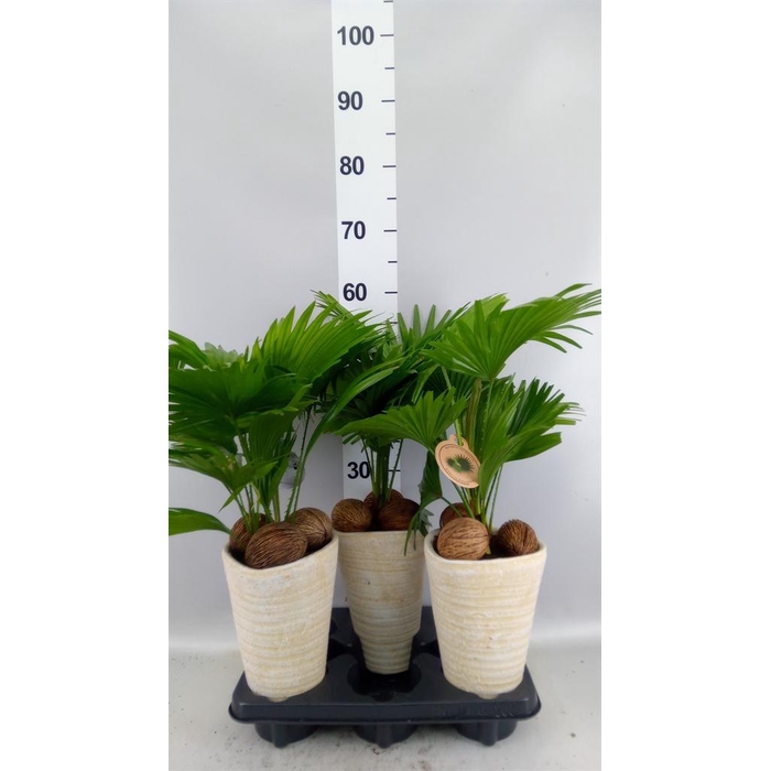 <h4>Livistona rotundifolia</h4>