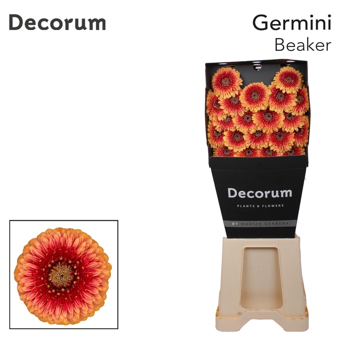 <h4>Germini Pomponi Beaker Diamond</h4>